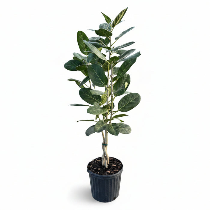Braided Ficus Audrey Tree Form Multi Stem, Bengal Fig Potted plant nursery pot 5gal