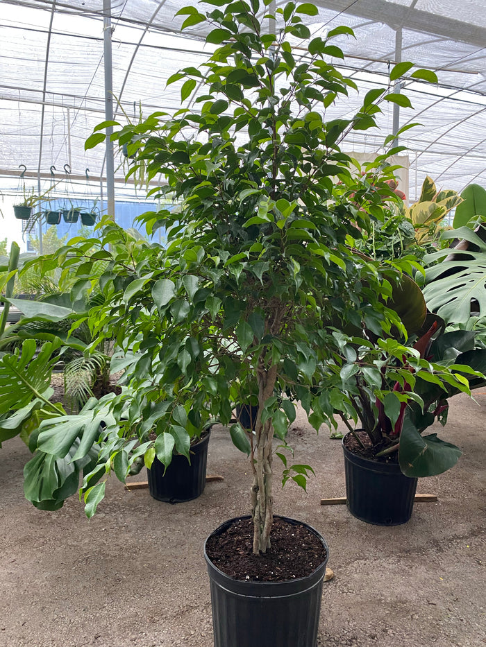 Braided Ficus Benjamina Tree, Weeping Fig nursery pot 5gal
