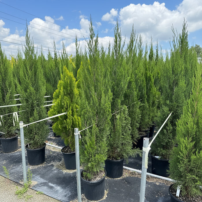 Brodie Red Cedar Tree, Fast Growing Evergreen Group of tall green trees against a clear blue sky