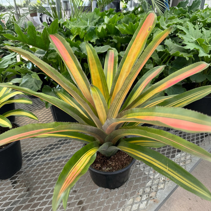 Bromeliad, Aechmea Alvarez Variegated in a black pot