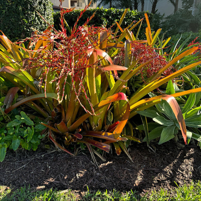 Bromeliad blanchetiana Garden bed with tropical plants and shrubs