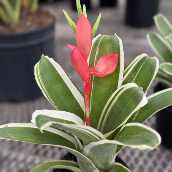 Potted variegated Bromeliad Aechmea plant.