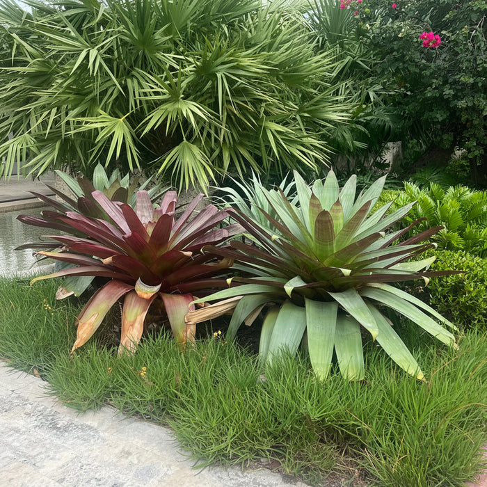 Bromeliad Alcantarea imperialis Tropical plant with red and green leaves in a garden setting