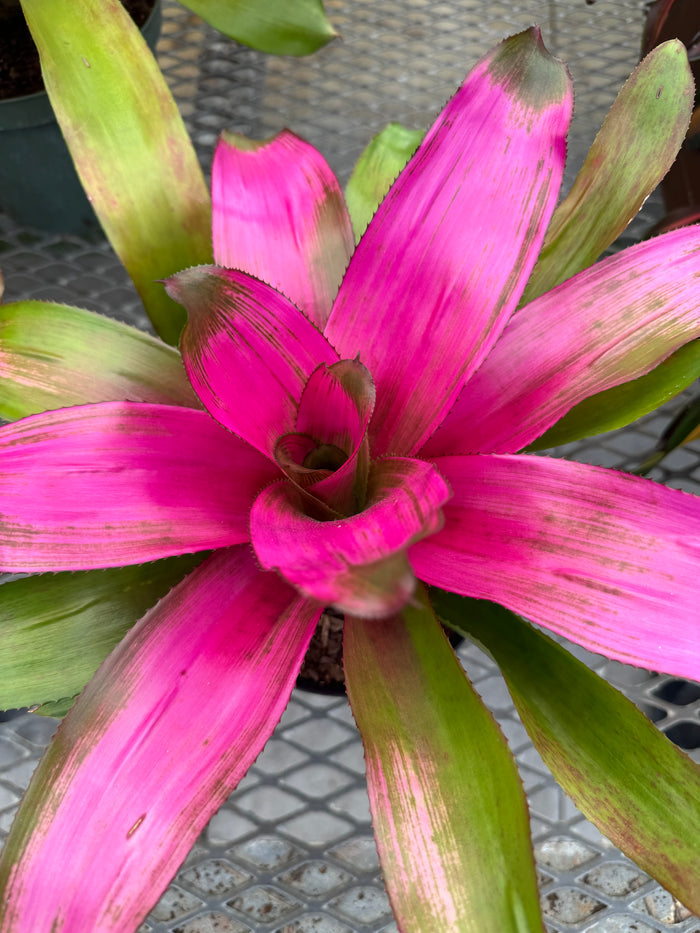 Bromeliad, Neoregelia Donna close up