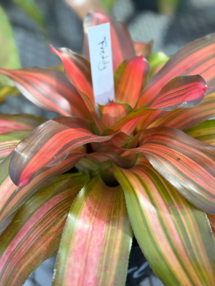 Close-up view of a Bromeliad Neoregelia Freddy plant