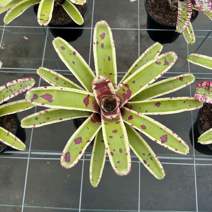 Neoregelia Hypnotic top-down