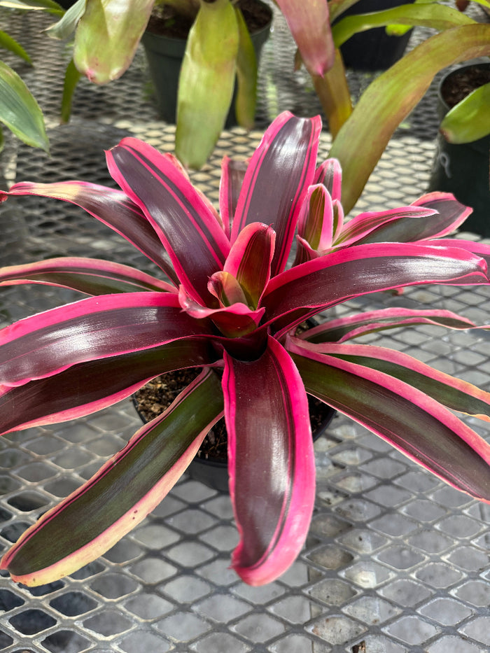 Close up of Bromeliad Neoregelia Matilde foliage