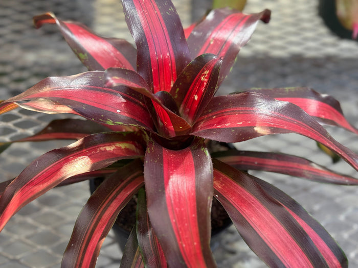 Potted Bromeliad Neoregelia Pimiento Peppermint