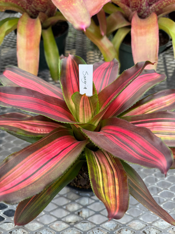 Bromeliad, Neoregelia Sangria Red Wine close up of 6in plant