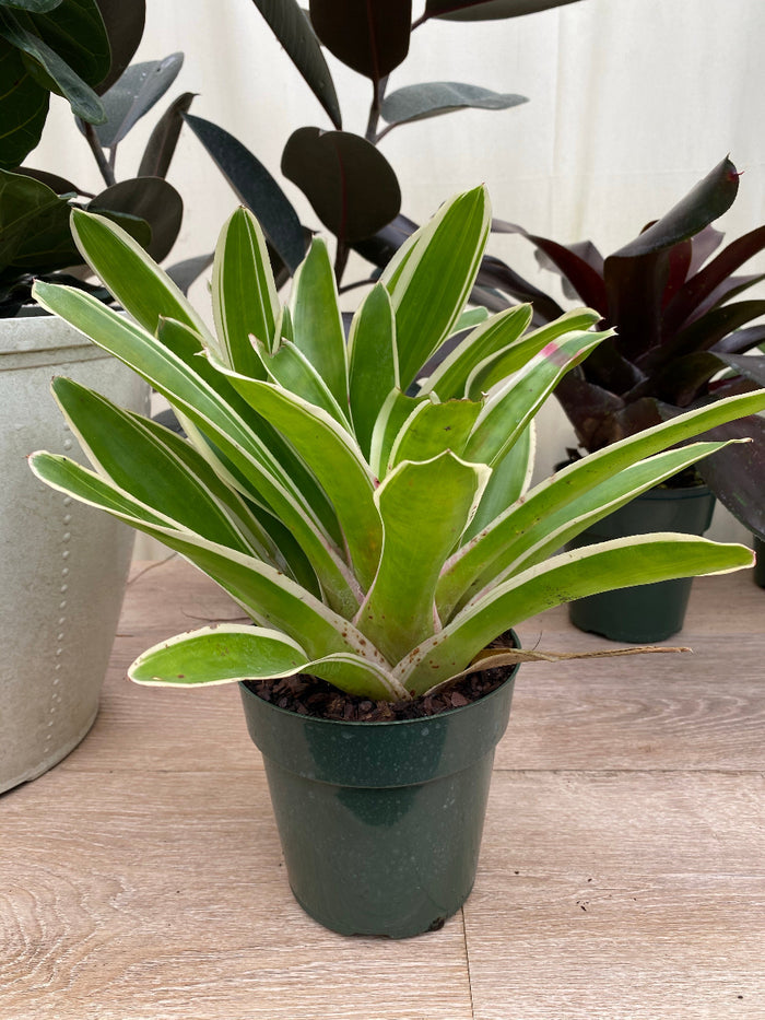 A potted Bromeliad Neoregelia Bossa Nova plant with variegated green and white leaves.