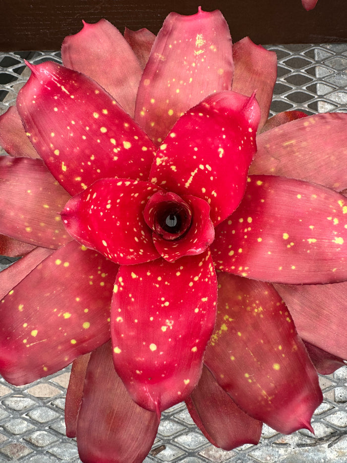Bromeliad, Neoregelia Treasure Chest close up