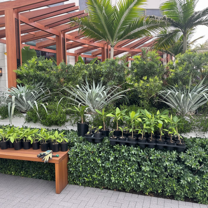 A row of large, silvery-green Bromeliad Odorata Alcantarea planted in a white raised bed behind a dense green hedge.
