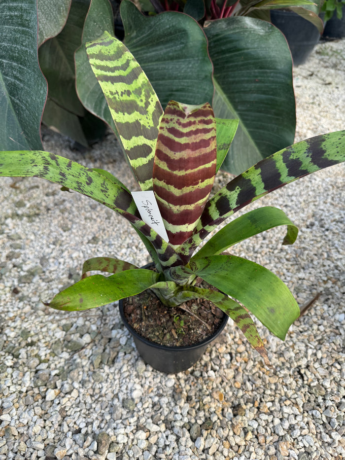 Bromeliad, Vriesea Splenriet close up