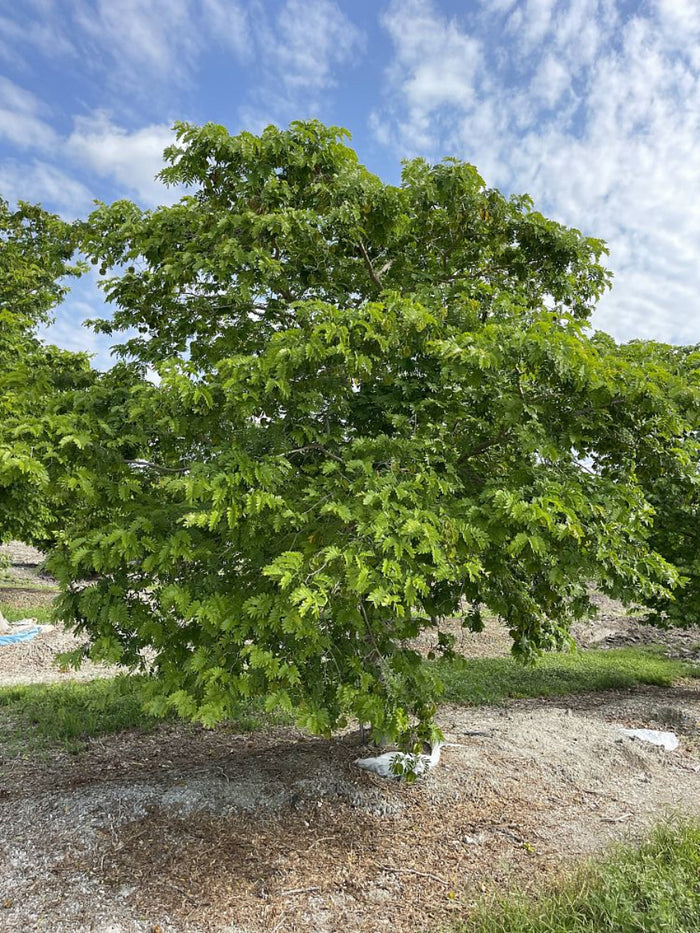 A large, mature Bulnesia arborea (Verawood) tree