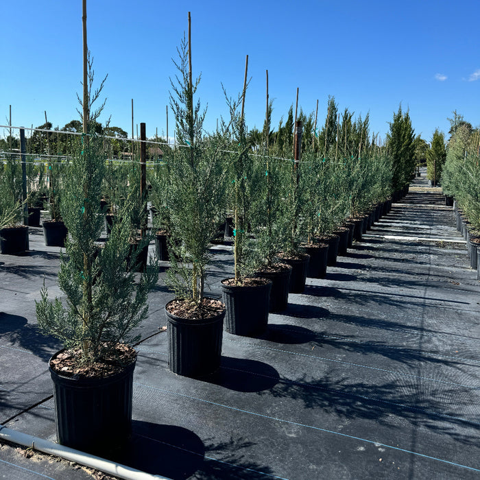 Burkii Juniper, Eastern Red Cedar in a 5gal in rows outdoors