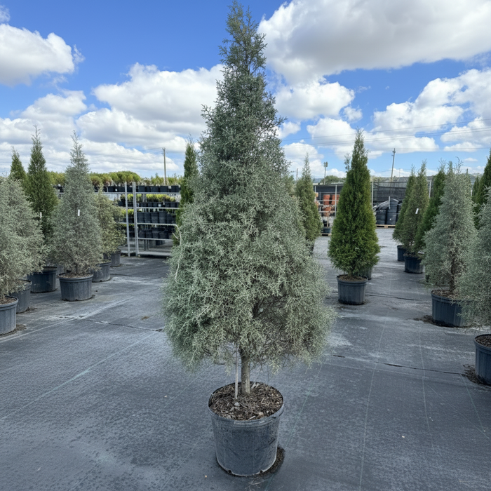 Large Topiary cone tree form Potted tree in a nursery with a blue sky and clouds in the background