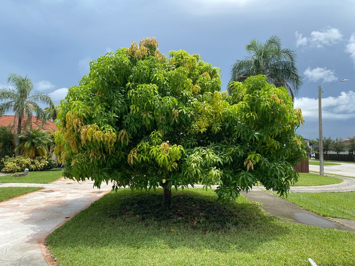 Carrie Mango Fruit Tree, Mangifera indica full grown in front of home