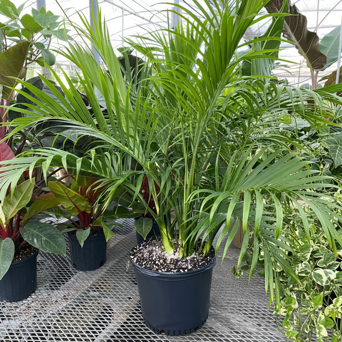 Cat palm in a 7gal pot