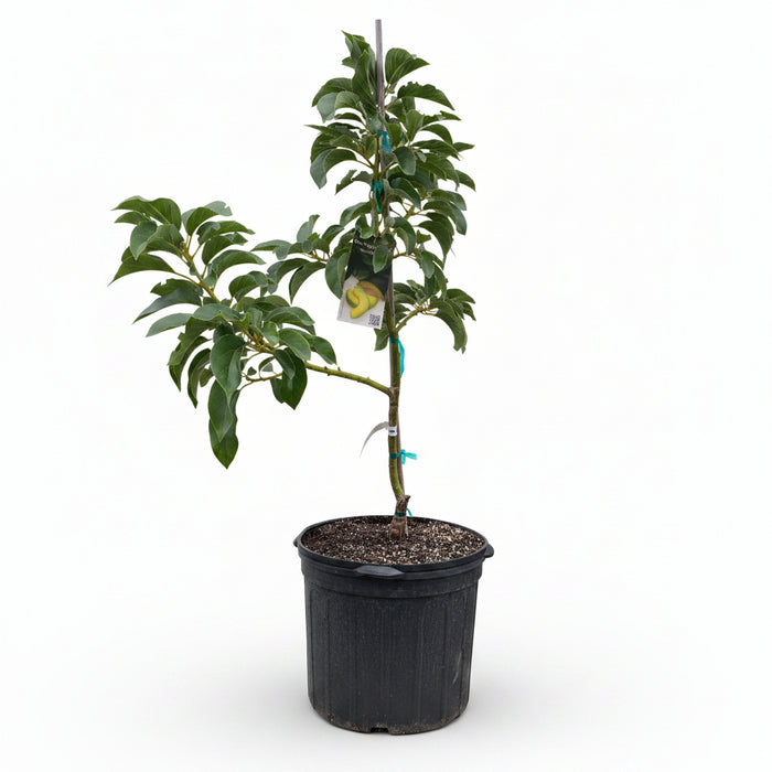 A young, potted Donnie Avocado Fruit Tree (Persea Americana)