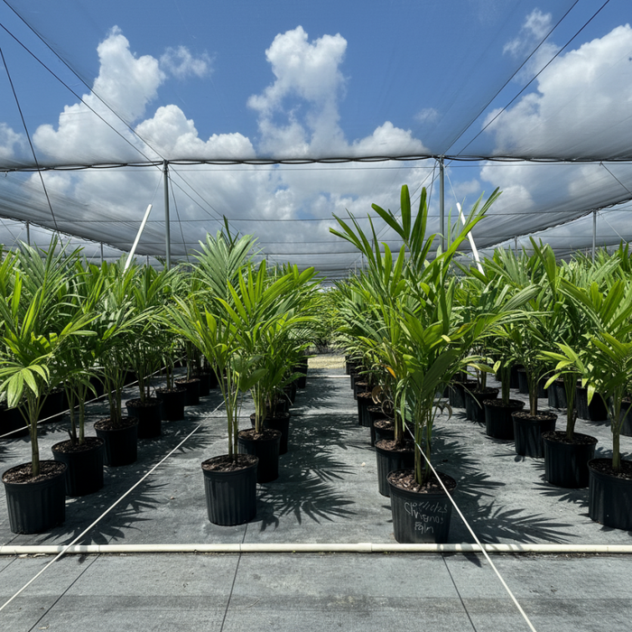 christmas palm in a black 7gal pot Rows of green palm tree plants in black plastic pots arranged in a greenhouse or nursery under a white mesh canopy with blue sky and white clouds visible above.