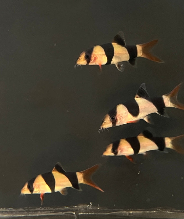 Three clown loachs swimming in a dark aquarium