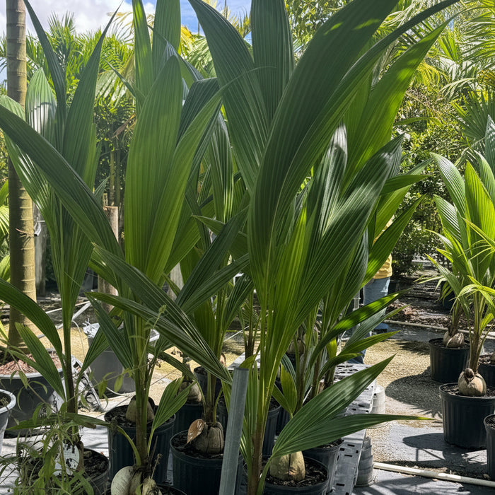 Coconut Palm Tree, Green Malayan Cocos nucifera in 1 gallon grower pot with visible sprouting coconuts and lush green fronds