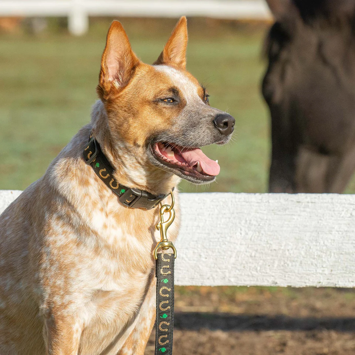 HORSESHOE-SHAMROCK-DOG-COLLAR-LEASH