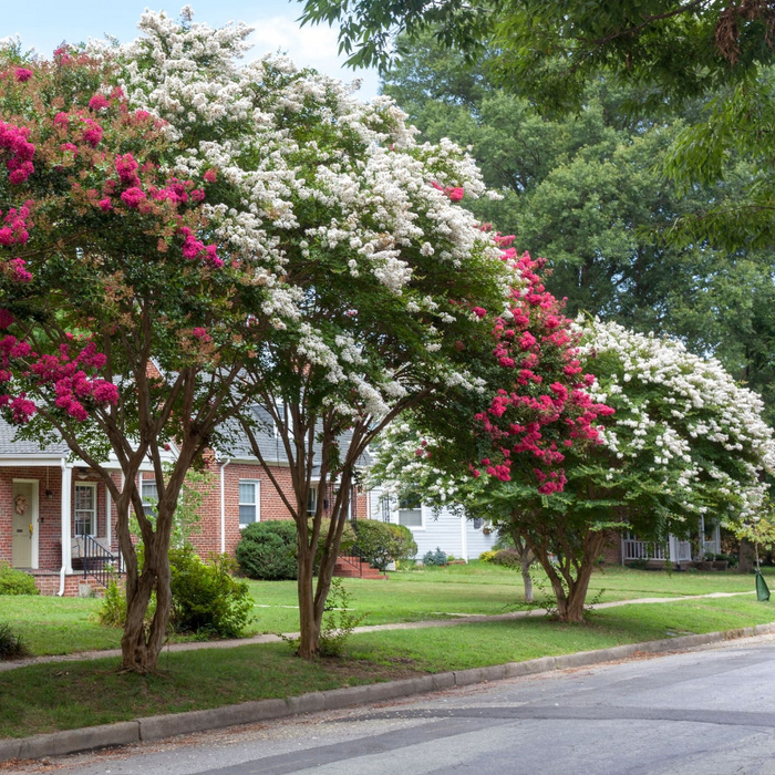 A row of flowering crepe myrtle trees with white and bright pink blossoms lining a suburban street, with houses, green lawns, and trees in the background.