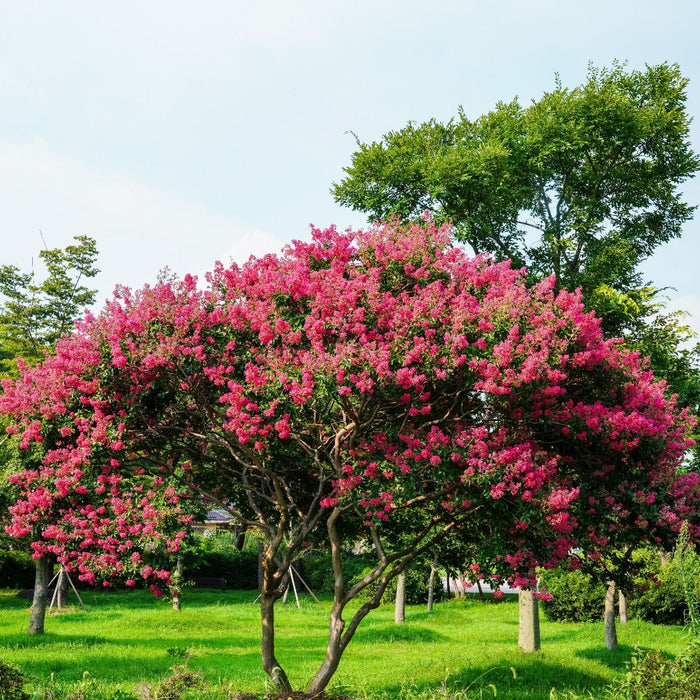 Mature Crape Myrtle Flowering Tree with abundant coral pink flowering canopy and sculpted branching structure, showing full grown landscape appearance ideal for ornamental landscapes.
