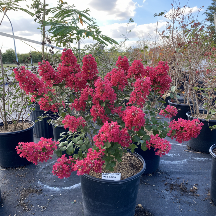 A potted flowering crape myrtle shrub with dense clusters of bright pink blossoms and green leaves, shown in a black nursery pot outdoors among other potted plants.