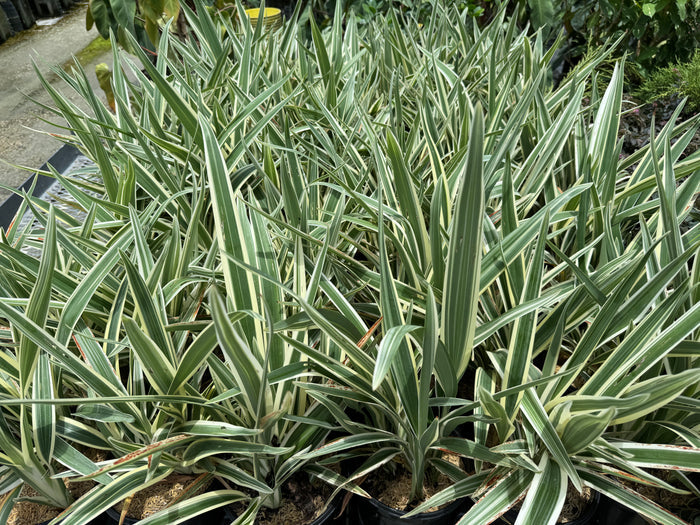Potted Dianella Silver Streak Flax Lily with green and white-striped leaves, displayed in a garden center environment.