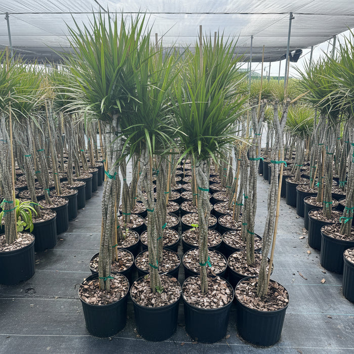 Braided Dracaena Dragon Tree with burgundy edges on green leaves, nursery pot 5gal Row of potted plants