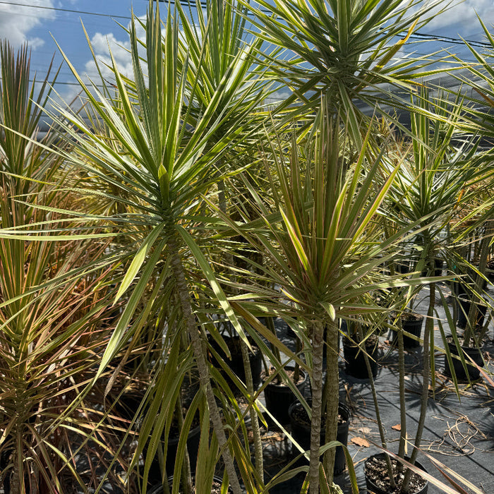 Full Grown Dracaena Dragon Tree Bicolor, Tree Form in a 5-gallon nursery pot for outdoor use to amplify commercial landscapes or large gardens.