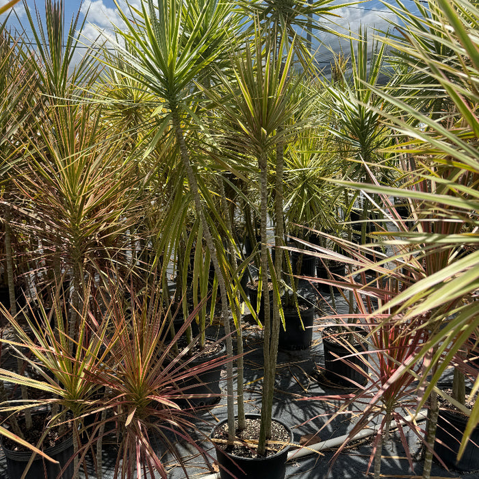 Full Grown Dracaena Dragon Tree Bicolor, Tree Form in a 7-gallon nursery pot for outdoor use to amplify tropical landscape designs or exterior pathways.