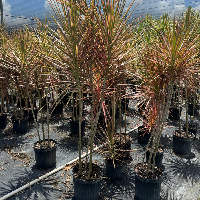 Full Grown Dracaena Dragon Tree Colorama, Tree Form in a 5-gallon nursery pot for outdoor use to amplify exterior patios or walkways.