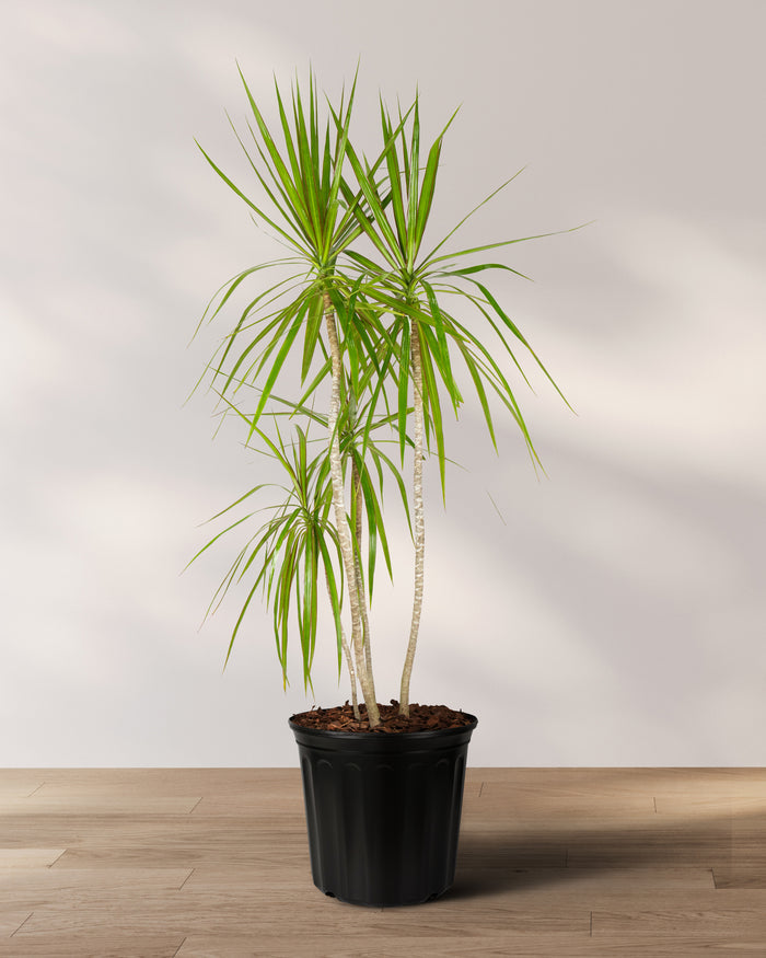 A potted Dracaena Dragon Tree with long, slender green leaves with purple edges, resembling a palm tree or dragon's head, placed on a floor against a white wall.