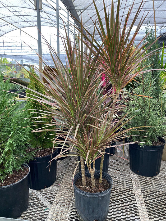 A Dracaena Dragon Tree Magenta Bush featuring spiky green leaves with vibrant pinkish-red edges.