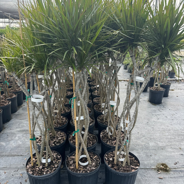 Dracaena Open Braided Trunk Dragon Tree Row of potted plants nursery pot 5gal