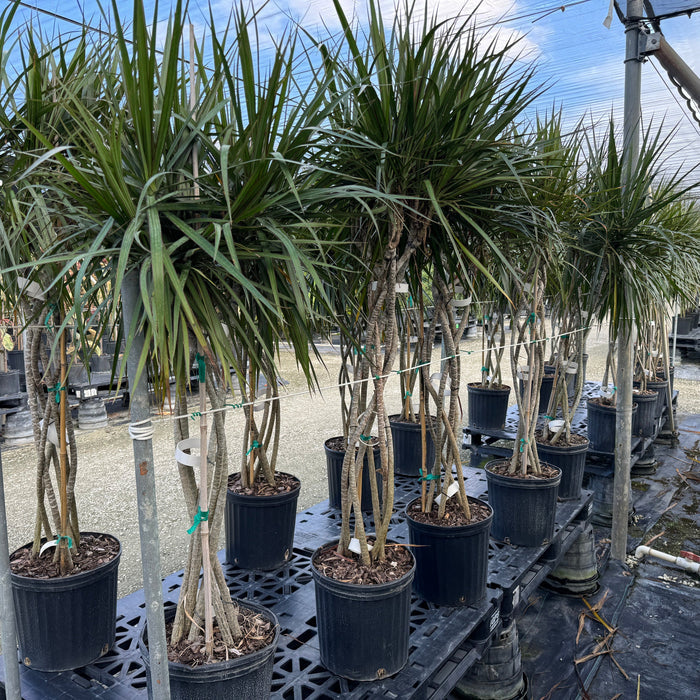 Dracaena Open Braided Trunk Dragon Tree Row of potted plants nursery pot 5gal