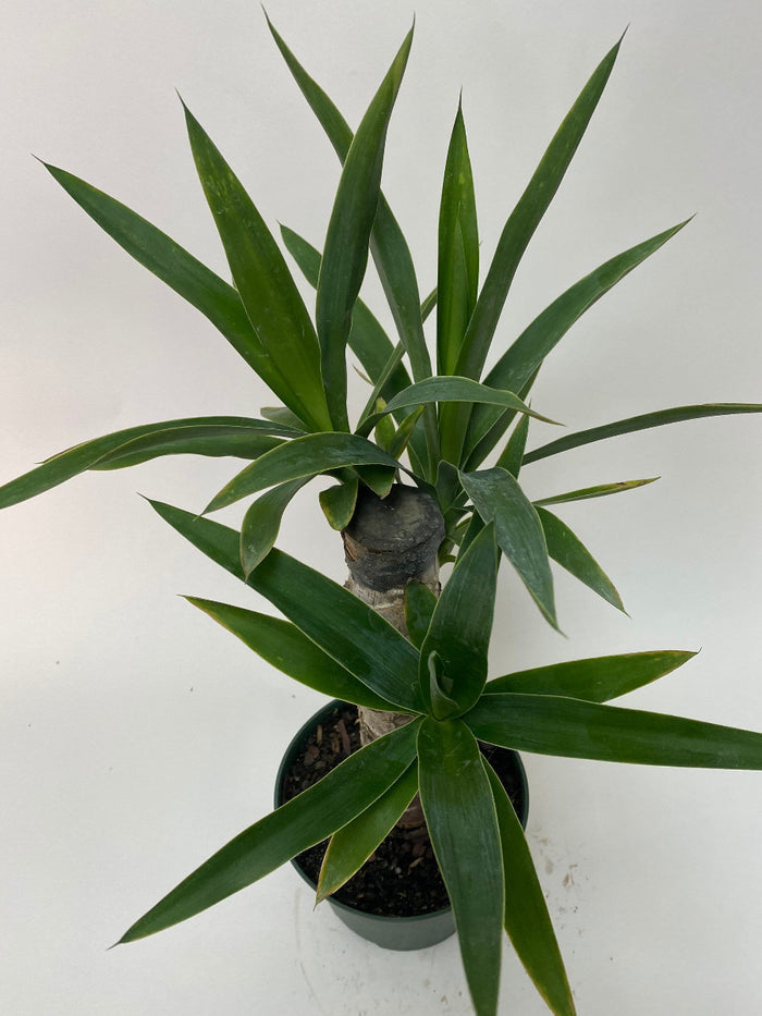 A potted single-stem Dracaena Yucca Cane with pointed green leaves.