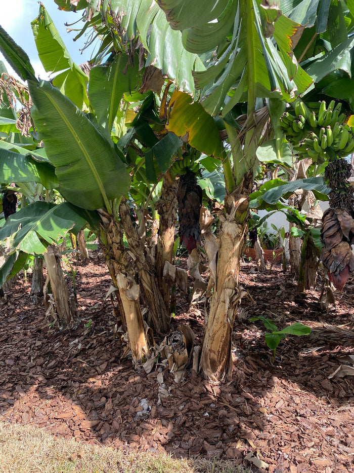 Young Dwarf Cavendish Banana fruit tree with lush green leaves.