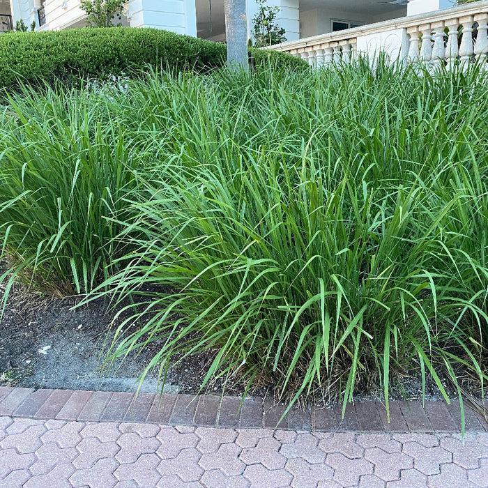 Dwarf Fakahatchee Ornamental Grass Paved pathway lined with grass