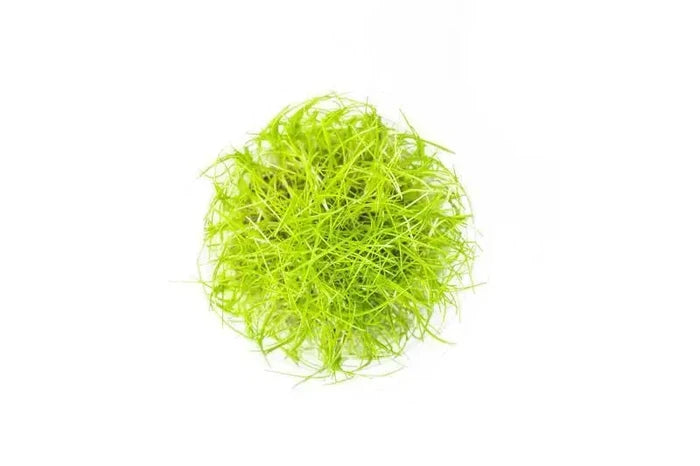 Dwarf Hairgrass Tissue Culture — lime-green grass blades in culture