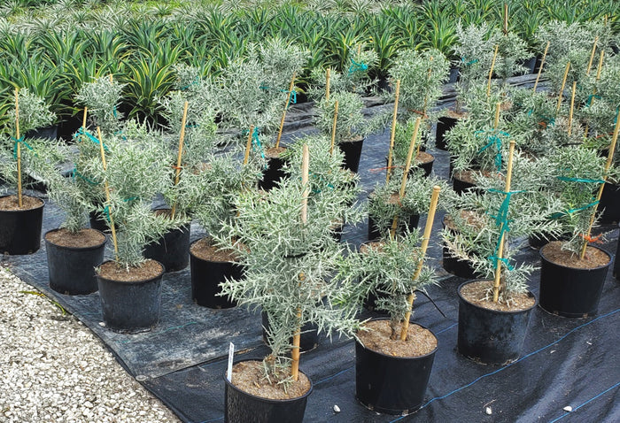 Potted Euphorbia stenoclada (Silver Thicket) plants in a nursery