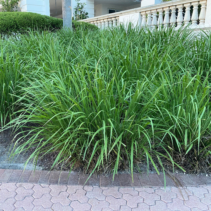 Fakahatchee Ornamental Grass
