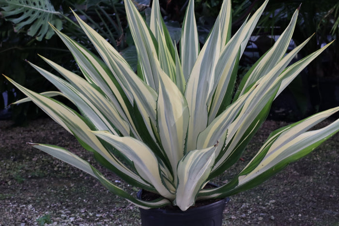 Large Mature False Agave plant with cream-green leaves, in nursery pot 5gal