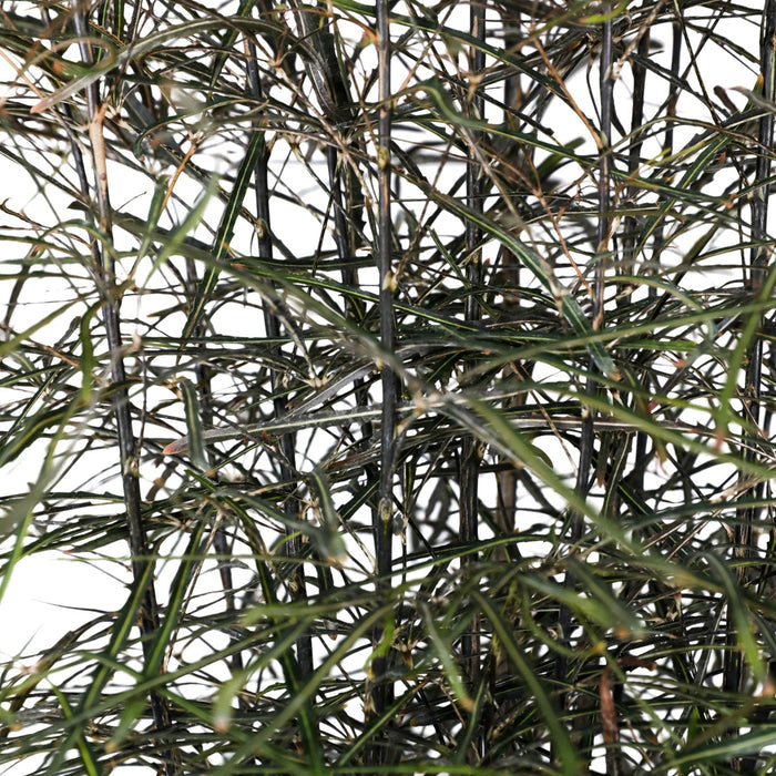close up False Aralia (Schefflera Elegantissima) with dark green, feathery leaves