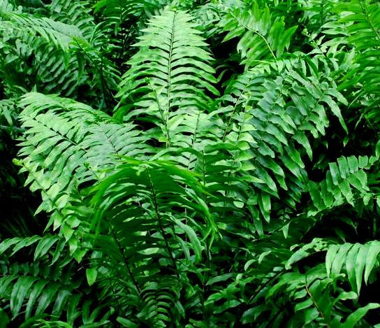 leaves of Fern Macho Giant Sword Fern upper view