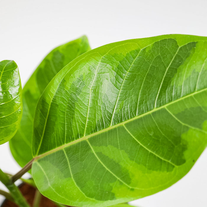 ingle leaf of Ficus Altissima Tree Form Double, Variegated Yellow Gem Rubber Tree