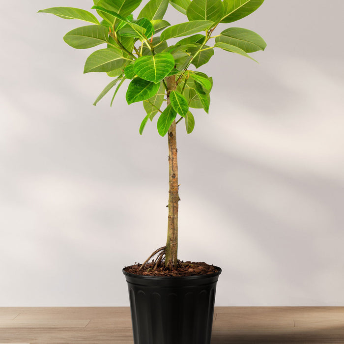 Ficus altissima tree form single trunk in table